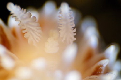 ~ A Closer Look ~
The rhinophores of either the Janolus ... by Geo Cloete 